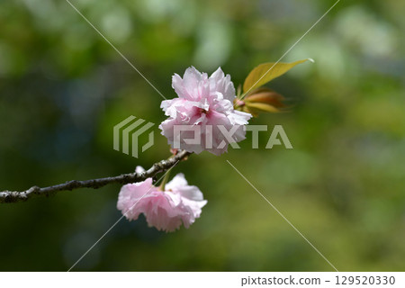 Peony cherry tree 129520330