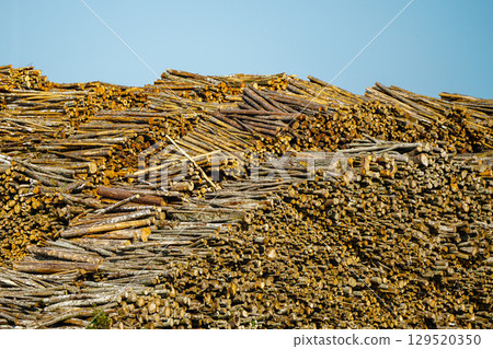 Massive Stack of Firewood Logs in Natural Light, Showing Cross-Sections of Cut Tree Branches Massive Stack of Firewood Logs in Natural Light, Showing Cross-Sections of Cut Tree Branches 129520350
