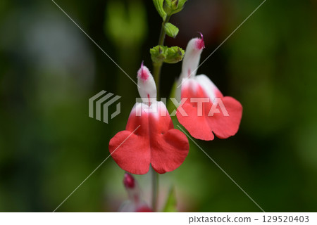 Cherry sage 129520403