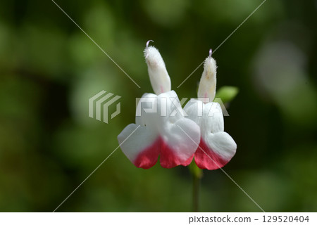 Cherry sage 129520404