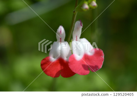 Cherry sage 129520405