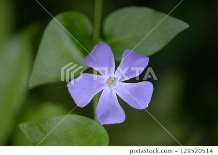Periwinkle Periwinkle 129520514