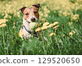 Jack russell terrier playing with tennis ball among yellow dandelions in spring meadow 129520650