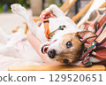 Woman and her dog relaxing together at outdoor coffee shop 129520651