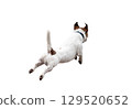 Shot from behind of a rear view of a dog running and leaping, isolated on white background. 129520652