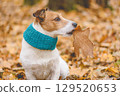 Pet fashion and seasonal dog accessories: dog wearing turquoise knitted scarf holding autumn leaf in mouth 129520653