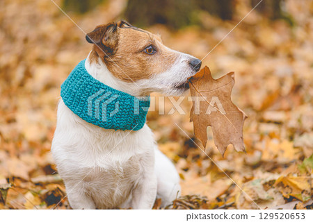 Pet fashion and seasonal dog accessories: dog wearing turquoise knitted scarf holding autumn leaf in mouth 129520653