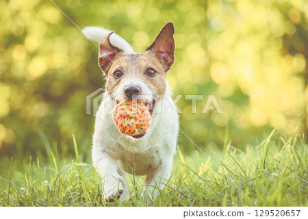 Interactive pet toys and enrichment products: Jack Russell terrier dog playing with colorful rope ball toy in sunny garden Interactive pet toys and enrichment products: Jack Russell terrier dog playing with colorful rope ball toy in sunny garden 129520657