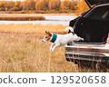 Jack Russell terrier dog jumping from car trunk during autumn road trip adventure with family pet 129520658