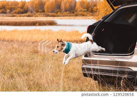 Jack Russell terrier dog jumping from car trunk during autumn road trip adventure with family pet Jack Russell terrier dog jumping from car trunk during autumn road trip adventure with family pet 129520658