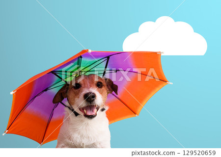 Happy Dog with Colorful Umbrella Hat - Autumn Weather Concept Happy Dog with Colorful Umbrella Hat - Autumn Weather Concept 129520659