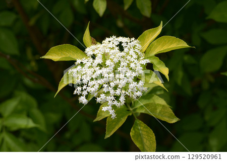 Elder Elder 129520961