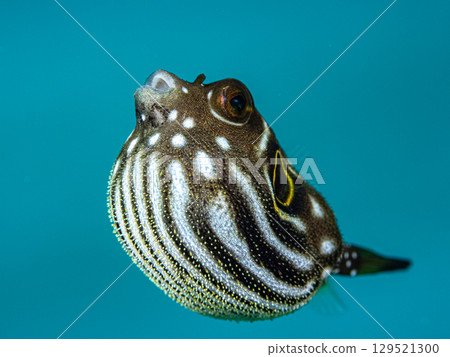 Juvenile Southern Pufferfish 129521300