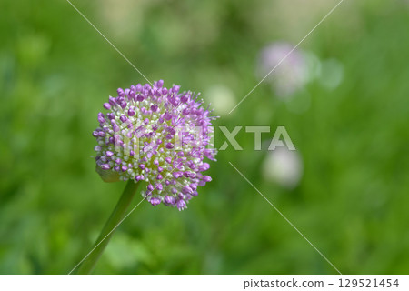 allium gigantium allium gigantium 129521454
