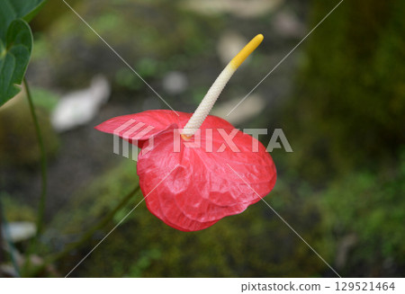 Anthurium 129521464