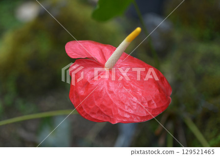 紅掌 129521465
