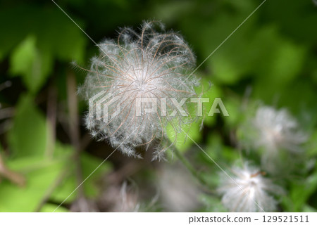 Okinagusa Okinagusa 129521511