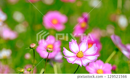 cosmos field flowers 129521566