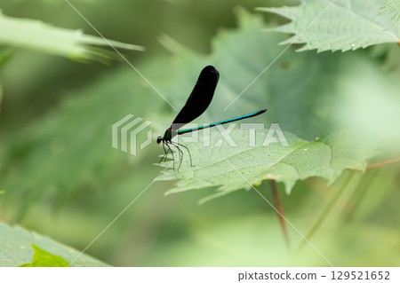 Atrocalopteryx蟬 129521652
