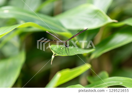 Atrocalopteryx蟬 Atrocalopteryx蟬 129521655