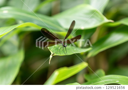 Atrocalopteryx蟬 129521656