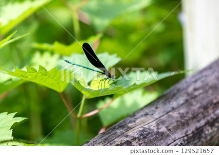 Atrocalopteryx蟬 Atrocalopteryx蟬 129521657