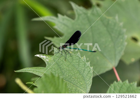 Atrocalopteryx蟬 Atrocalopteryx蟬 129521662