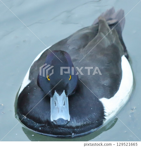 目光銳利的鳳頭鴨 129521665