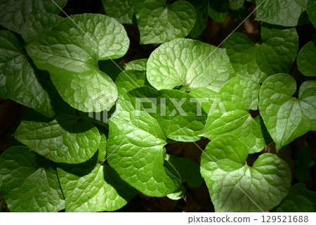 Futaba ooi 129521688