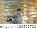 A male Northern Pintail preening on the water surface illuminated by the setting sun 129521728
