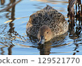 A female pintail eating algae on the water surface 129521770