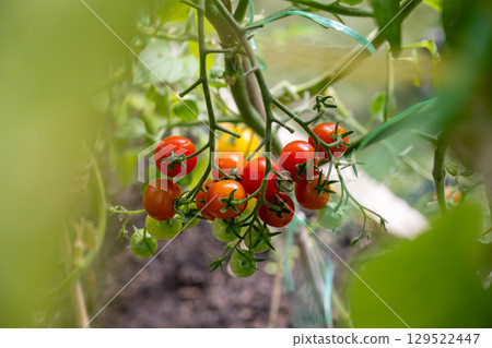 Organic farming, home growing vegetables. Red cherry tomatoes on a branch Organic farming, home growing vegetables. Red cherry tomatoes on a branch 129522447