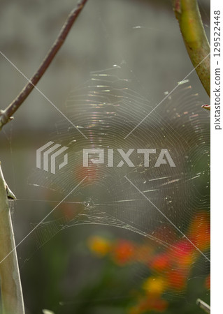 Common garden spider built net. Wet spider web, wet spider net. 129522448