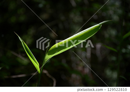 Sasa young leaves 129522810