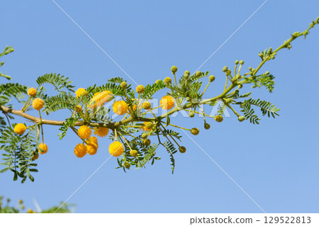 Sweet thorn, common acacia, Karoo thorn, Cape gum or cockspur (lat.- Vachellia karroo) 129522813