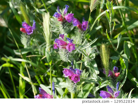 Judean viper's bugloss (lat.- Echium judaeum) Judean viper's bugloss (lat.- Echium judaeum) 129522814