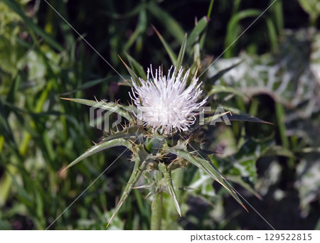 Milk thistle (lat.- Silybum marianum) 129522815
