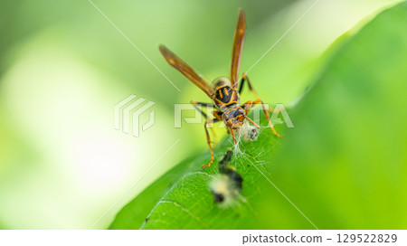 A paper wasp preying on a caterpillar 129522829