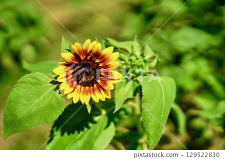 Sunflower HDR Sunflower HDR 129522830