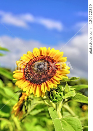 Sunflower HDR 129522839
