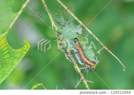 Tossaka女性的幼蟲 Tossaka女性的幼蟲 129522844