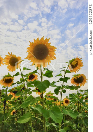 向日葵 HDR 129522878