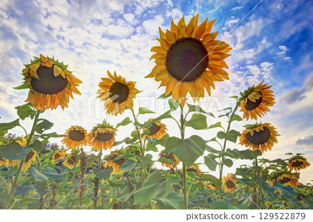 向日葵 HDR 129522879