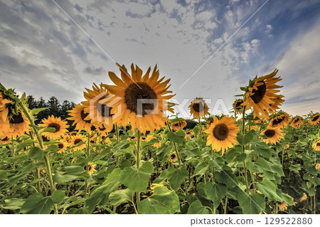 向日葵 HDR 129522880