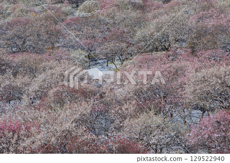 A plum grove in full bloom heralds the arrival of spring at Inabe City Agricultural Park in Mie Prefecture A plum grove in full bloom heralds the arrival of spring at Inabe City Agricultural Park in Mie Prefecture 129522940