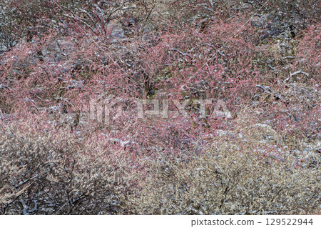 三重縣員弁市農業公園盛開的梅花林預示著春天的到來 三重縣員弁市農業公園盛開的梅花林預示著春天的到來 129522944