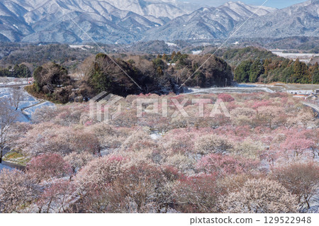 三重縣員弁市農業公園盛開的梅花林預示著春天的到來 129522948