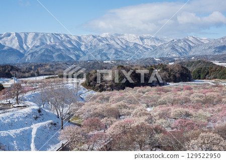 三重縣員弁市農業公園盛開的梅花林預示著春天的到來 三重縣員弁市農業公園盛開的梅花林預示著春天的到來 129522950