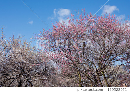 三重縣員弁市農業公園盛開的梅花林預示著春天的到來 三重縣員弁市農業公園盛開的梅花林預示著春天的到來 129522951