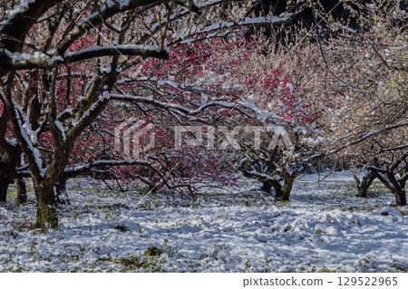 A plum grove in full bloom heralds the arrival of spring at Inabe City Agricultural Park in Mie Prefecture 129522965